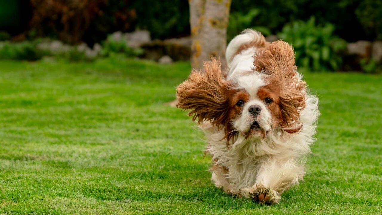 A Look Back at Charles’s U.S. Trips