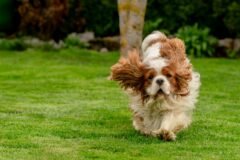 A Look Back at Charles’s U.S. Trips