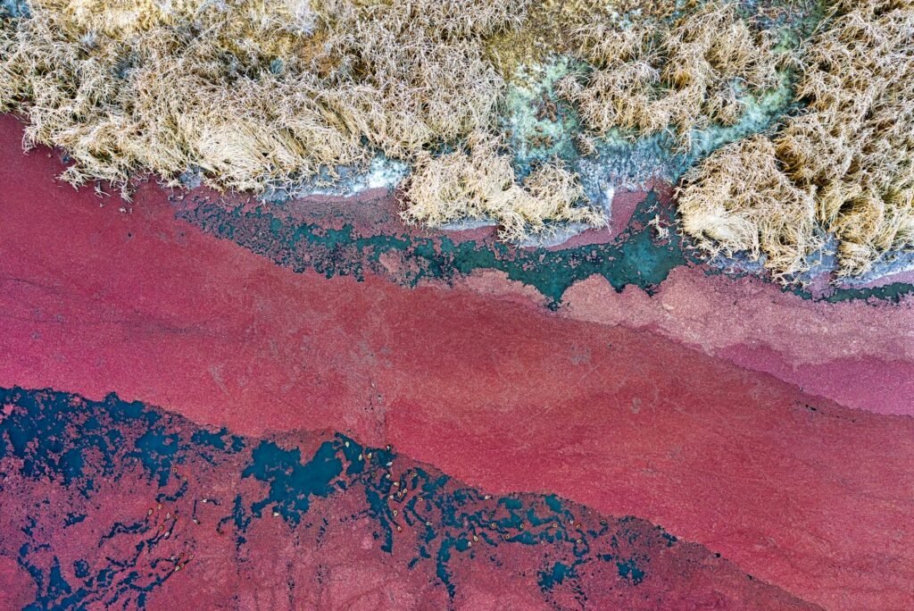 An Underwater Phantom Is Killing Fish and Breaking Hearts