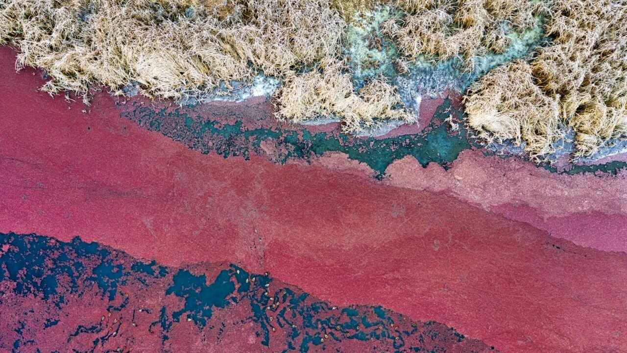 An Underwater Phantom Is Killing Fish and Breaking Hearts