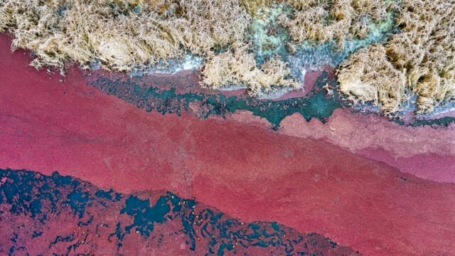 An Underwater Phantom Is Killing Fish and Breaking Hearts