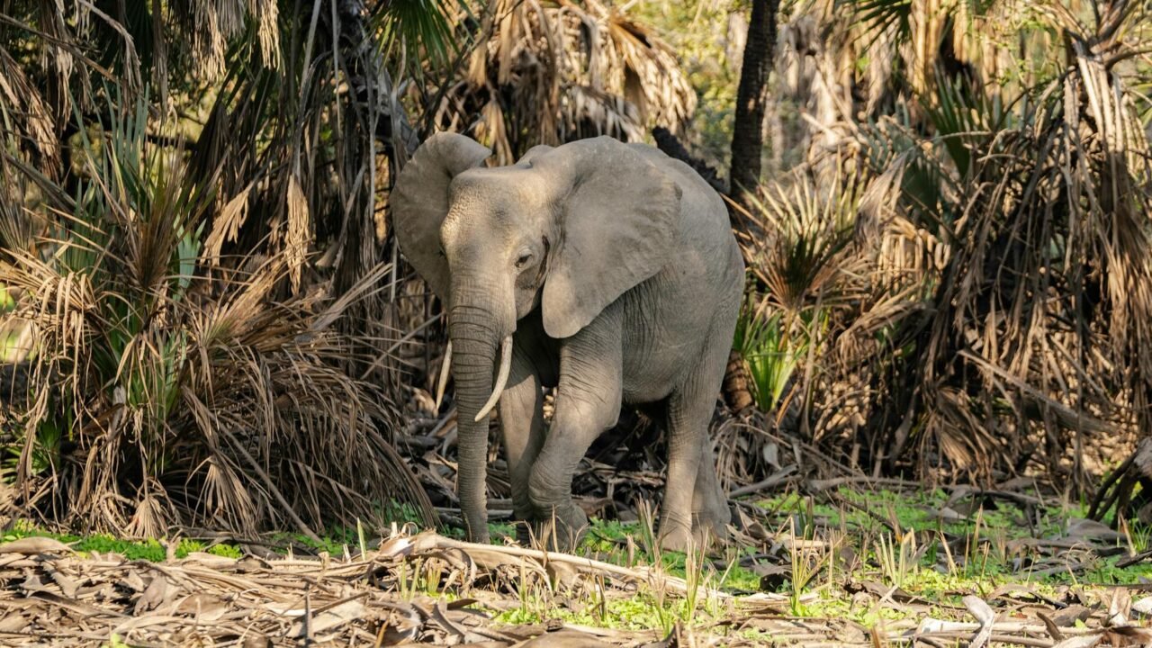 Big-Game Hunter From California Is Killed by Elephant in Gabon