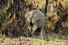 Big-Game Hunter From California Is Killed by Elephant in Gabon