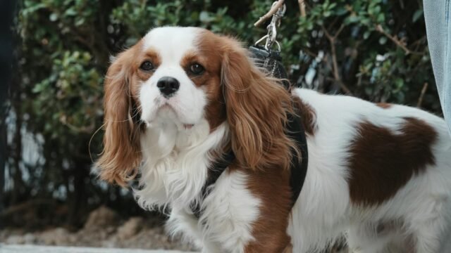 British Royals Crisscross Manhattan in Brief Visit Packed With Photo Ops