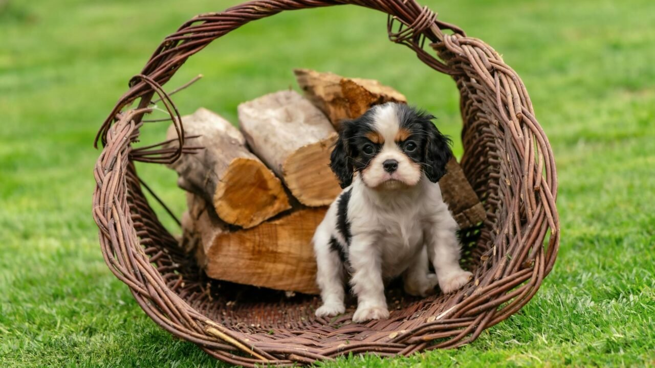 Can King Charles Help Heal the U.S.-British Rupture?