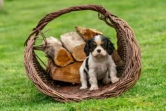 Can King Charles Help Heal the U.S.-British Rupture?