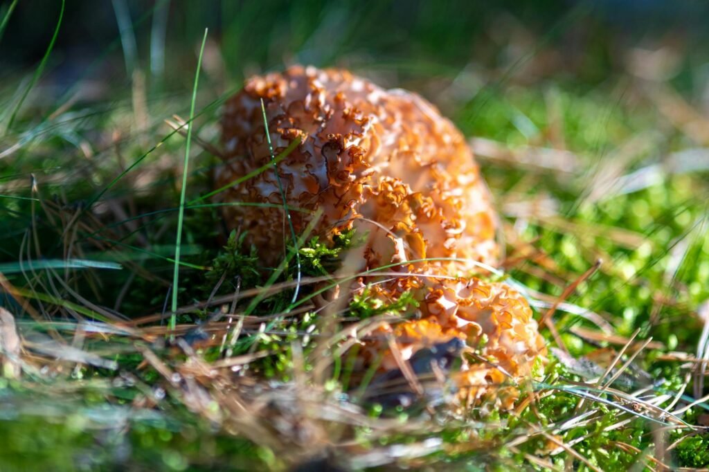 From wild harvest to scientific farming: SKUAST cracks Gucchi cultivation code