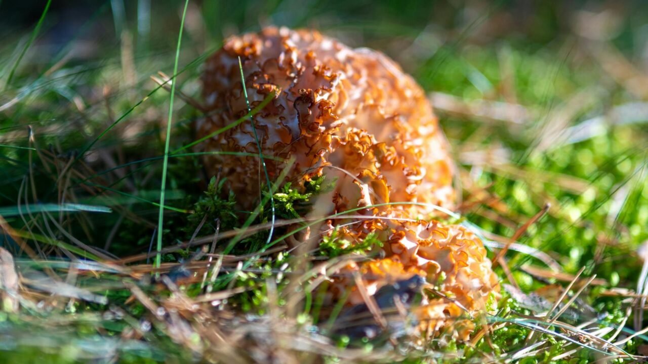 From wild harvest to scientific farming: SKUAST cracks Gucchi cultivation code