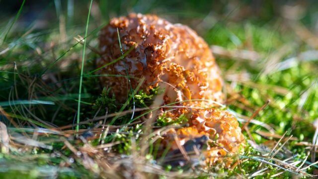 From wild harvest to scientific farming: SKUAST cracks Gucchi cultivation code