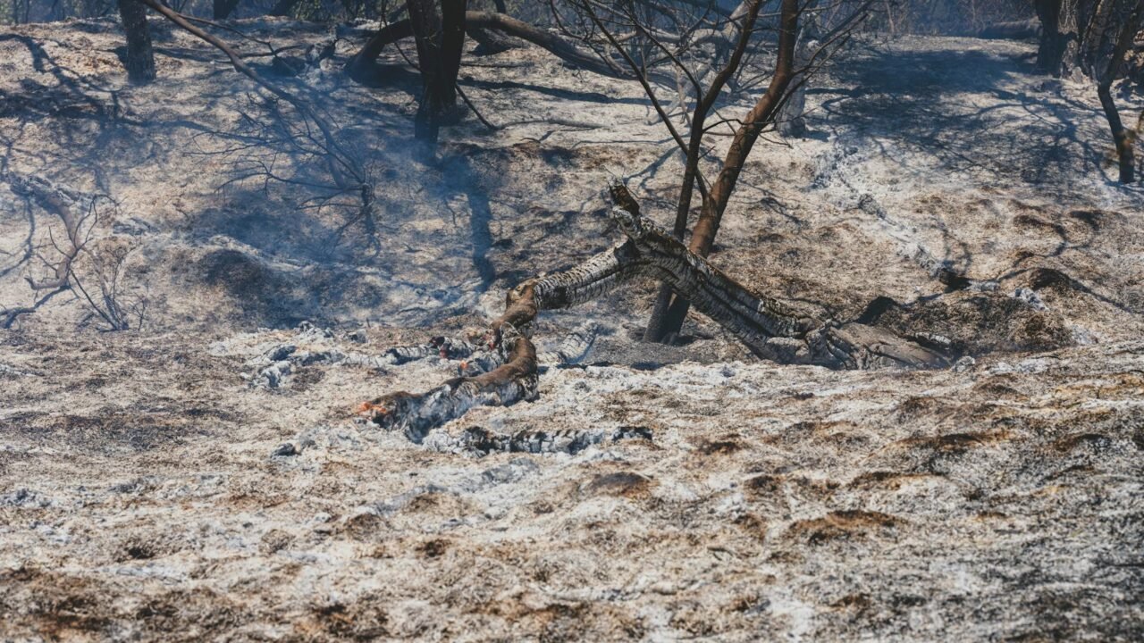 Global Deforestation Slows, W.R.I. Report Finds. But Wildfires Are Taking a Toll.