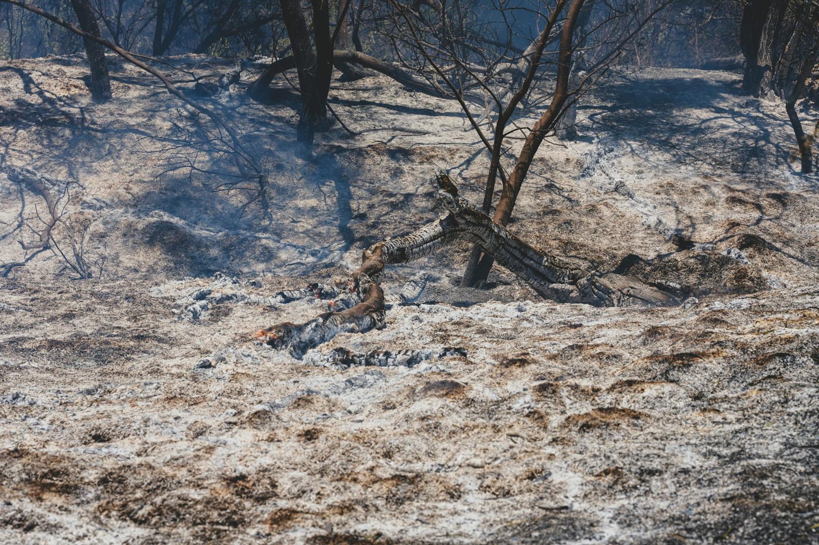Global Deforestation Slows, W.R.I. Report Finds. But Wildfires Are Taking a Toll. Global Deforestation Slows, W.R.I. Report Finds. But Wildfires Are Taking a Toll.