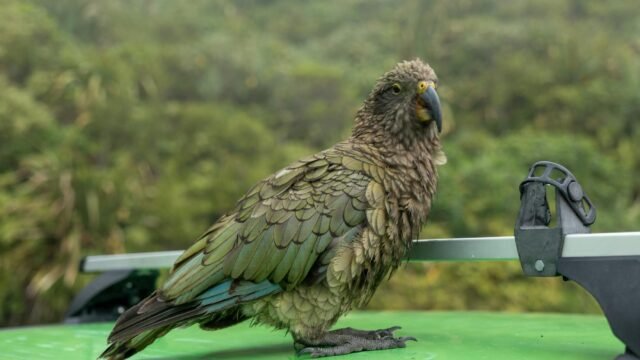 How Bruce the Parrot Landed Atop the Pecking Order — Without a Beak
