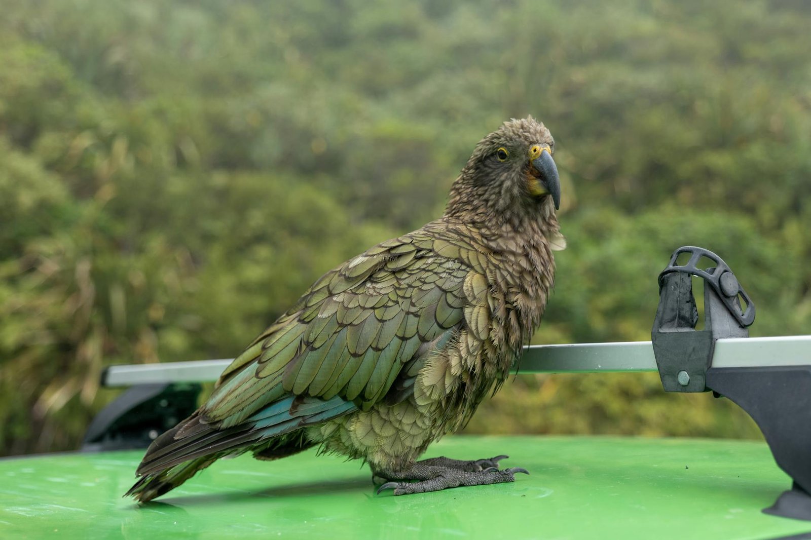 How Bruce the Parrot Landed Atop the Pecking Order — Without a Beak How Bruce the Parrot Landed Atop the Pecking Order — Without a Beak