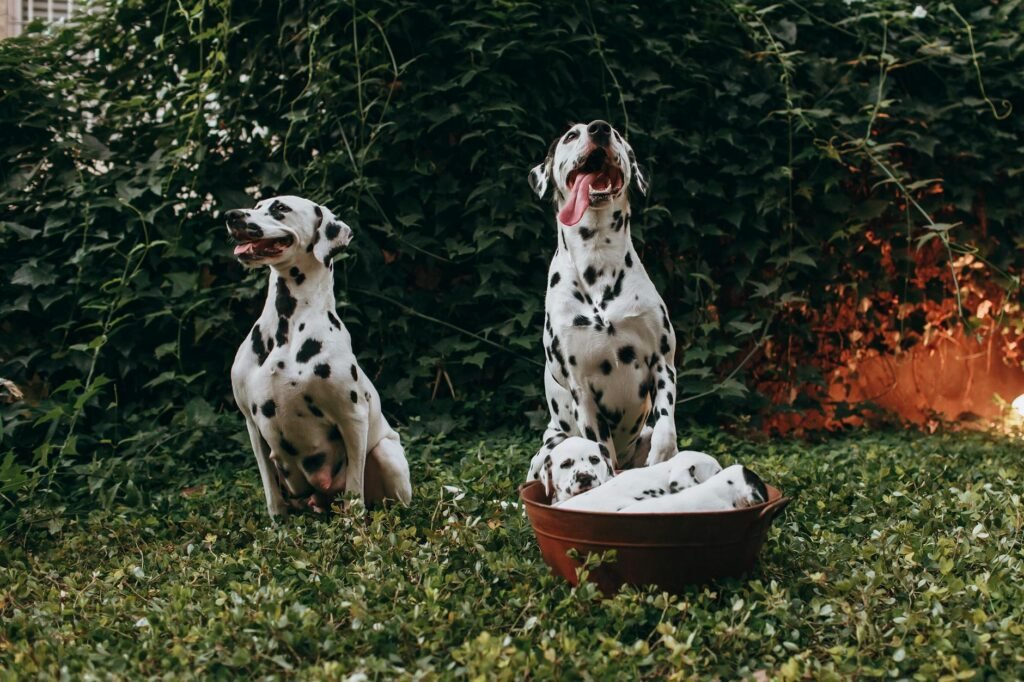 In Defense of Dumb Dogs