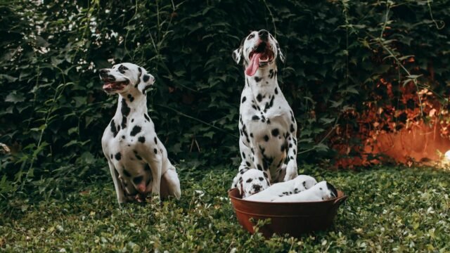 In Defense of Dumb Dogs