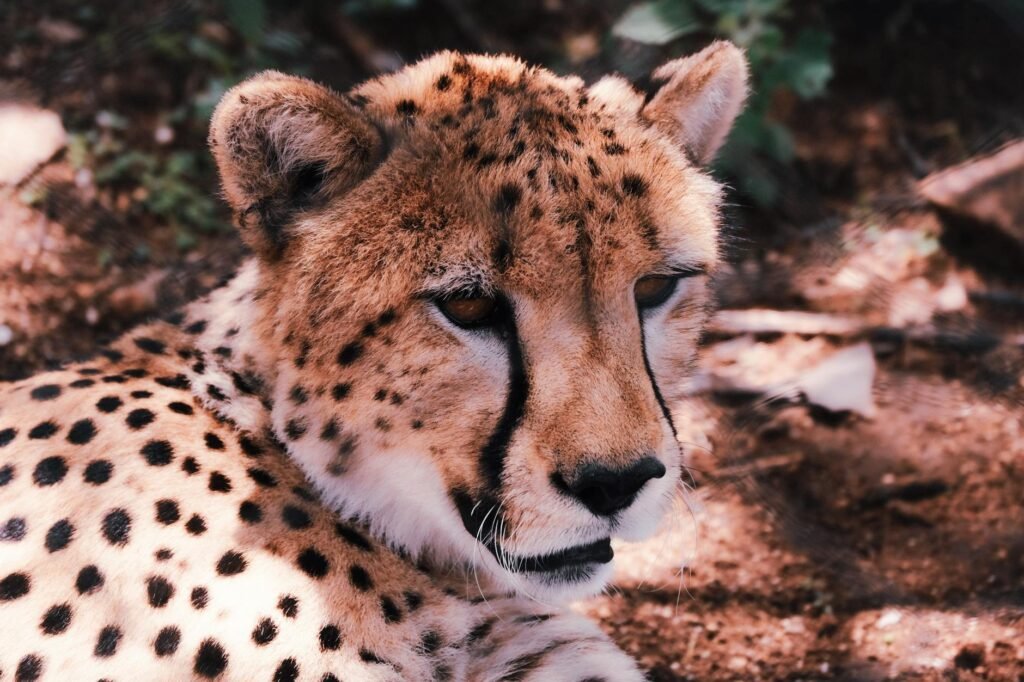 In Iran, Cheetah Sightings Offer Rare Spots of Hope Amid War