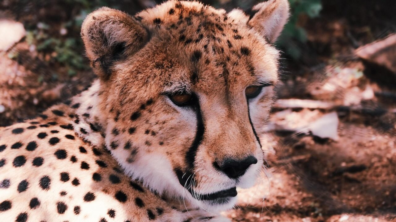 In Iran, Cheetah Sightings Offer Rare Spots of Hope Amid War