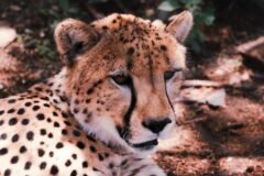 In Iran, Cheetah Sightings Offer Rare Spots of Hope Amid War