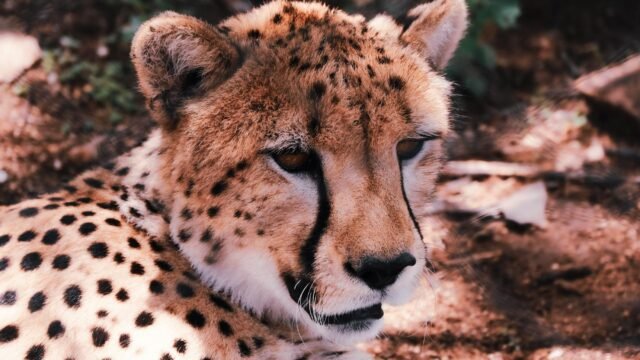 In Iran, Cheetah Sightings Offer Rare Spots of Hope Amid War