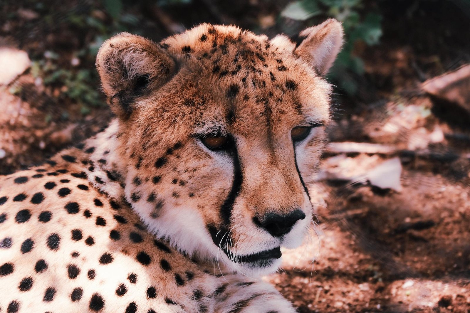 In Iran, Cheetah Sightings Offer Rare Spots of Hope Amid War