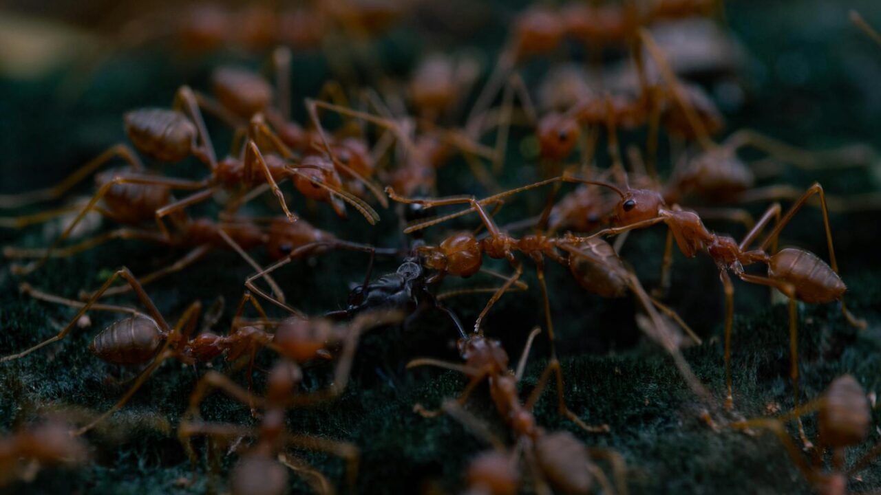 In the Desert, a ‘Cleaning Station’ for Ants
