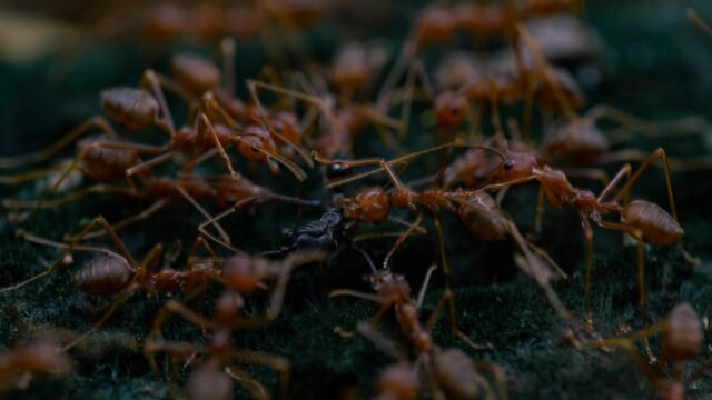 In the Desert, a ‘Cleaning Station’ for Ants