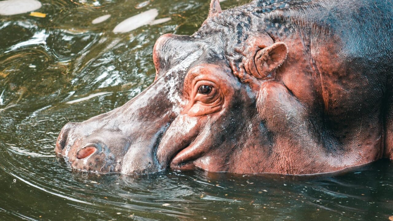 Indian Tycoon Offers Refuge to Pablo Escobar’s Condemned Hippos