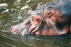 Indian Tycoon Offers Refuge to Pablo Escobar’s Condemned Hippos