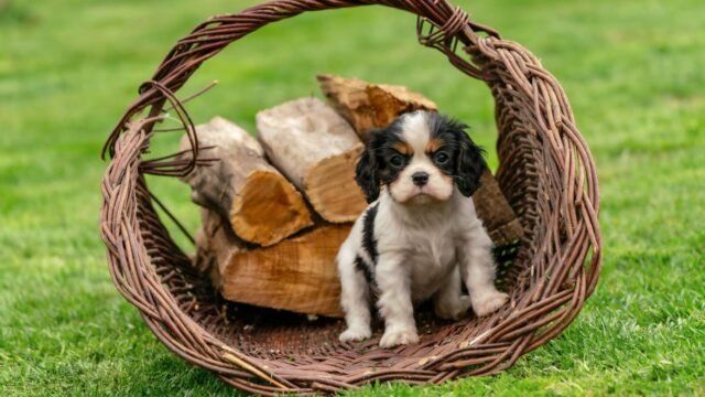 King Charles Is Coming to the U.S. at a Very Delicate Time