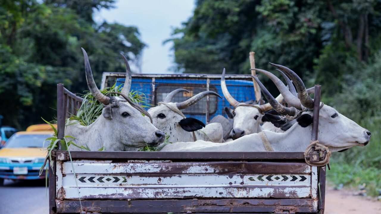 Man ferrying cow, calves assaulted in J-K’s Ramban; goes missing