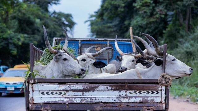 Man ferrying cow, calves assaulted in J-K’s Ramban; goes missing