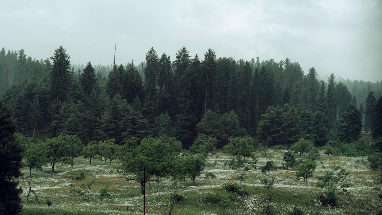 J&K Minister Orders Accelerated Implementation of Forest Rights Act