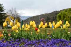 Tulip garden in Srinagar to be closed as bloom season ends