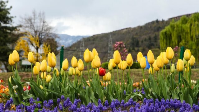 Tulip garden in Srinagar to be closed as bloom season ends