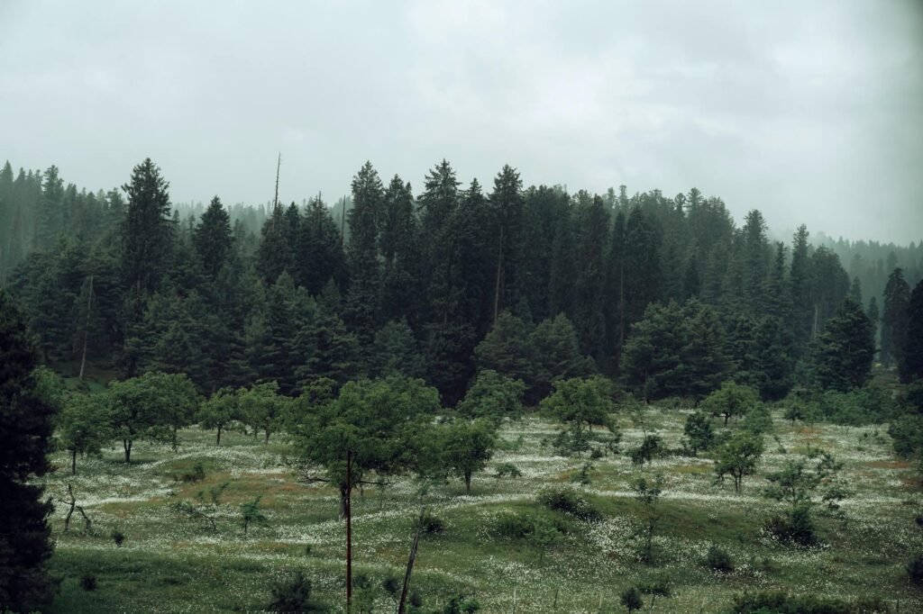 Two PCCF-Rank Officers To Continue In J&K After Promotion