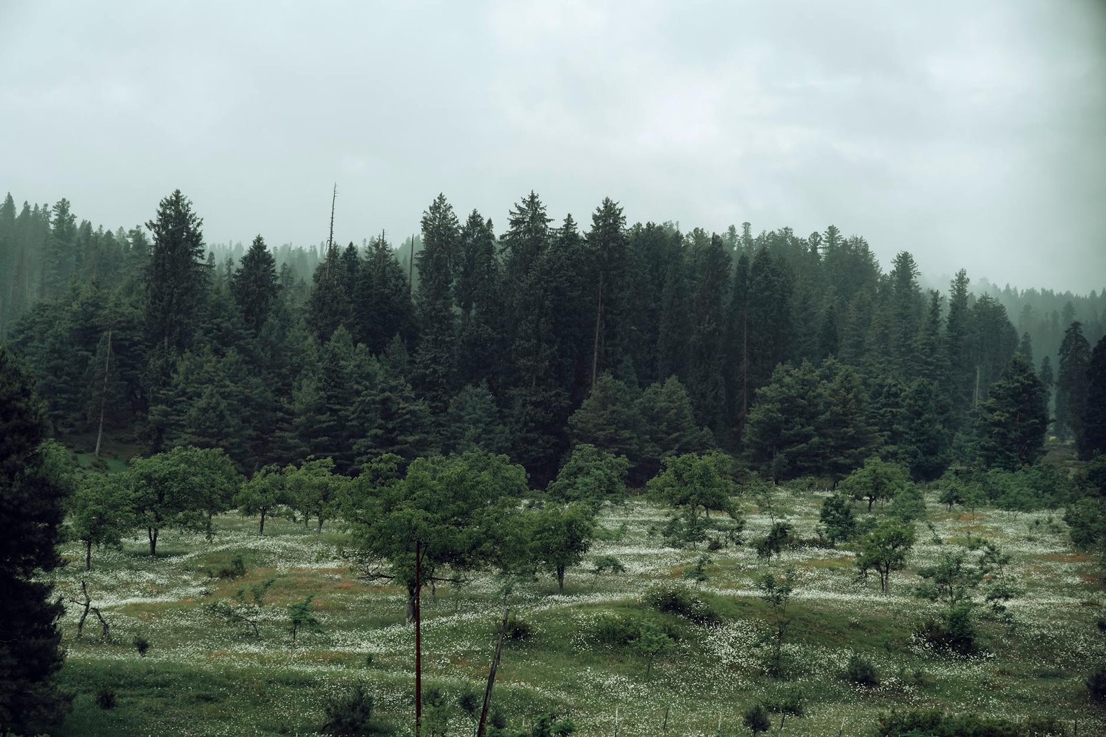 Two Senior Forest Officers Promoted, Remain in Jammu and Kashmir