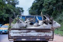 Won’t allow ‘jungle raj’ in J&K: Omar