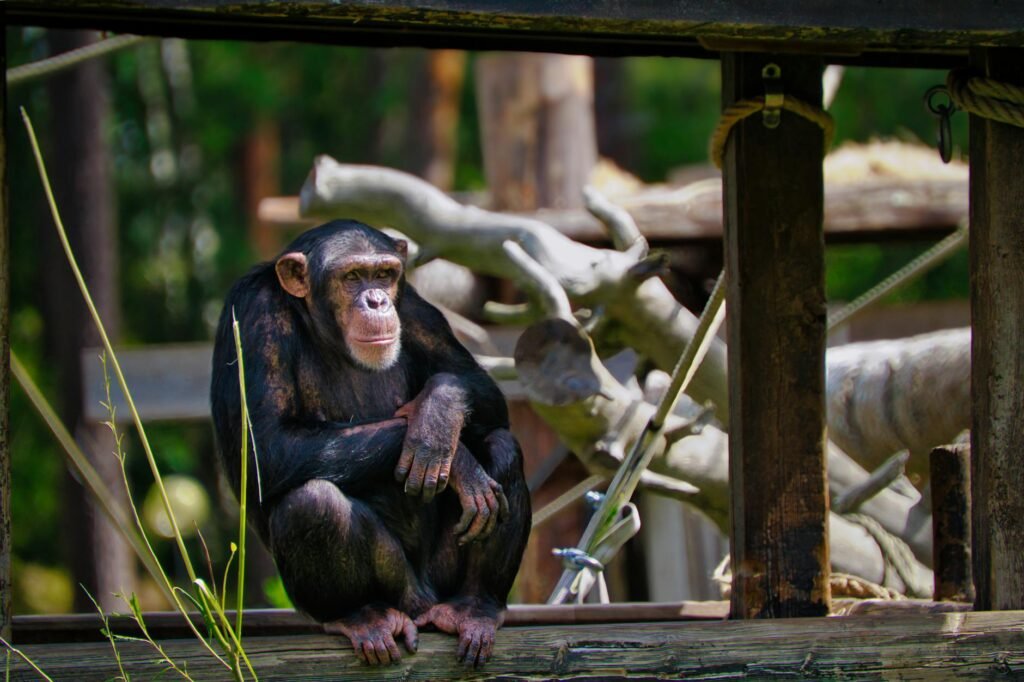 2 Americans Detained in Japan After Entering Punch the Monkey’s Zoo Enclosure