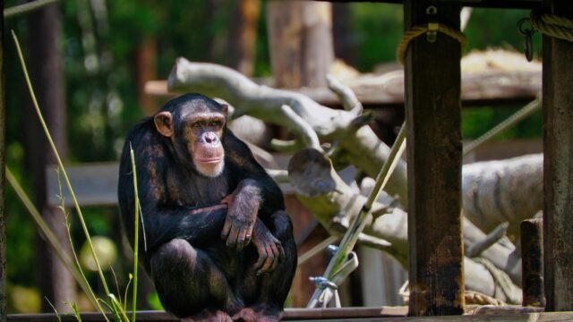 2 Americans Detained in Japan After Entering Punch the Monkey’s Zoo Enclosure
