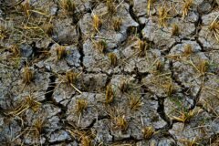 Agriculture under Middle East Conflict Why India’s farms are feeling the heat?