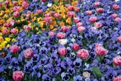 At Chelsea Flower Show, a Gnome Controversy and Some ‘Good British Madness’