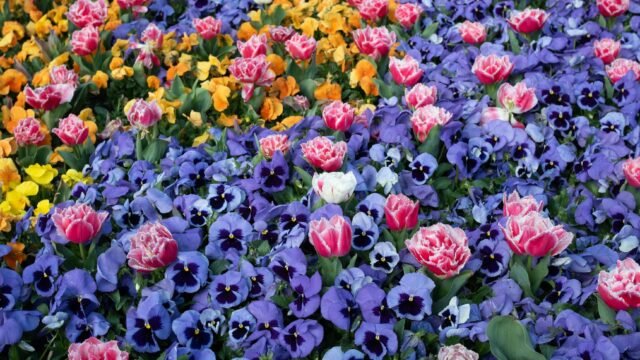 At Chelsea Flower Show, a Gnome Controversy and Some ‘Good British Madness’