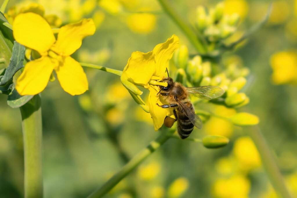Bee corridors along Delhi-Amritsar-Katra Expressway to come up this monsoon