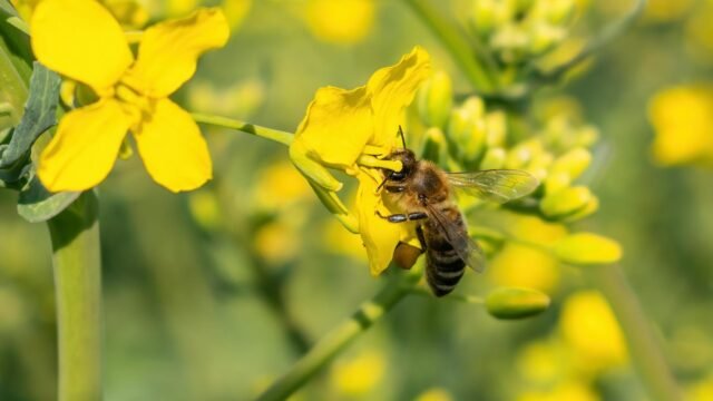 Bee corridors along Delhi-Amritsar-Katra Expressway to come up this monsoon