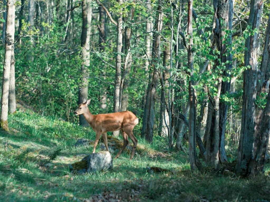 Beware of Drunk Deer, French Police Say, Announcing Season of Inebriation