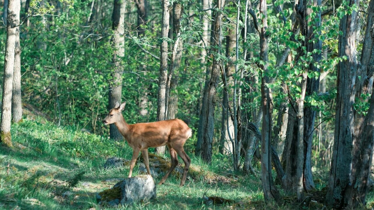 French Police Warn Drivers of Inebriated Deer During Autumn Fruit Season