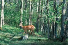 Beware of Drunk Deer, French Police Say, Announcing Season of Inebriation