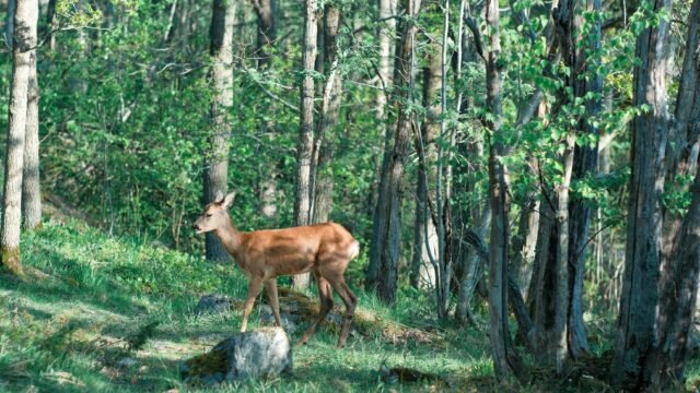 Beware of Drunk Deer, French Police Say, Announcing Season of Inebriation