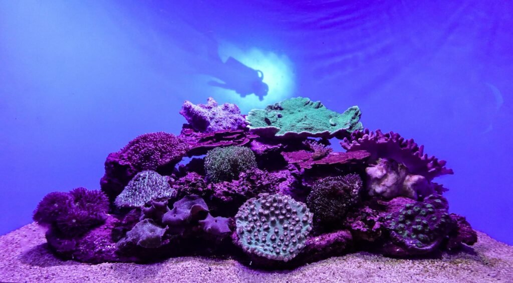 Can Concrete Molds Revive Coral Reefs Ruined by Bombs and Climate Change?