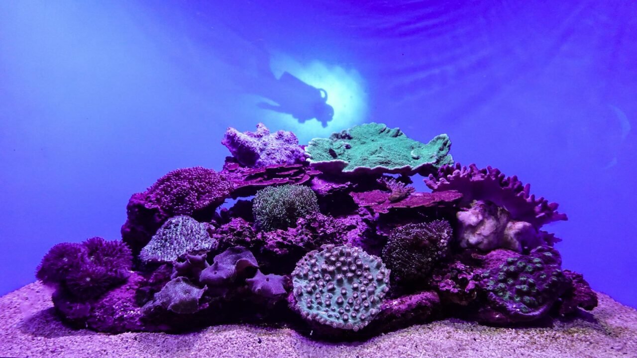 Artificial Reefs Offer Hope for Damaged Coral Ecosystems